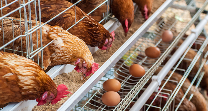 全自動(dòng)養(yǎng)雞設(shè)備優(yōu)勢(shì)有哪些？