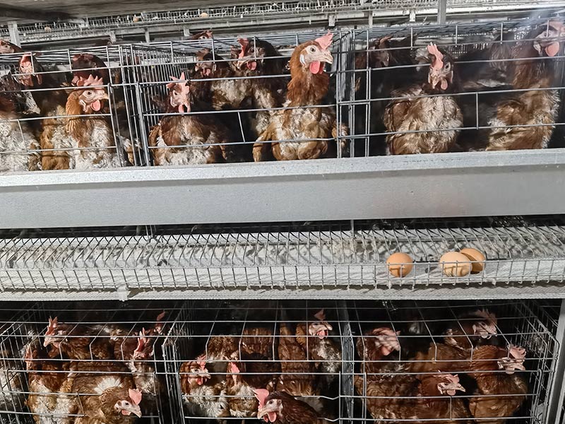 夏季肉雞設備養(yǎng)雞降溫的錯誤觀念